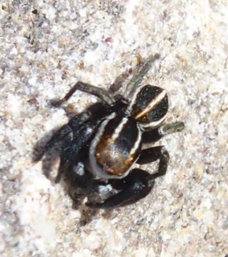 Réf. 200 192 : Phlegra bresnieri
